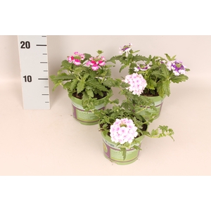 Verbena Divers