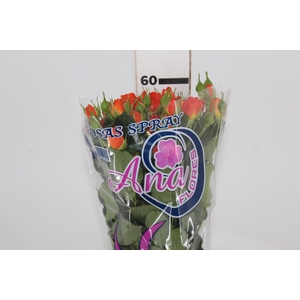 ROSA SPRAY BABE 060 CM