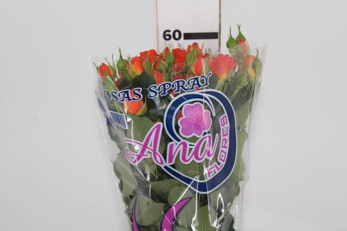 <h4>ROSA SPRAY BABE 060 CM</h4>