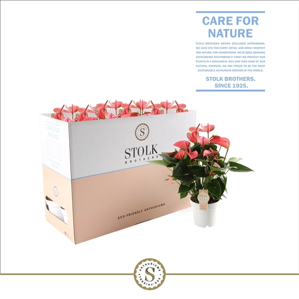 <h4>Pink Champion 14cm in Ecobox</h4>