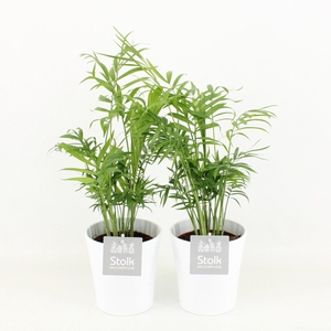 Chamaedorea in Liv keramiek pot