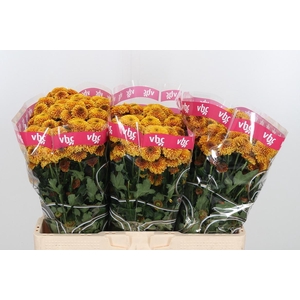 Chr S Aaa Doria Oran