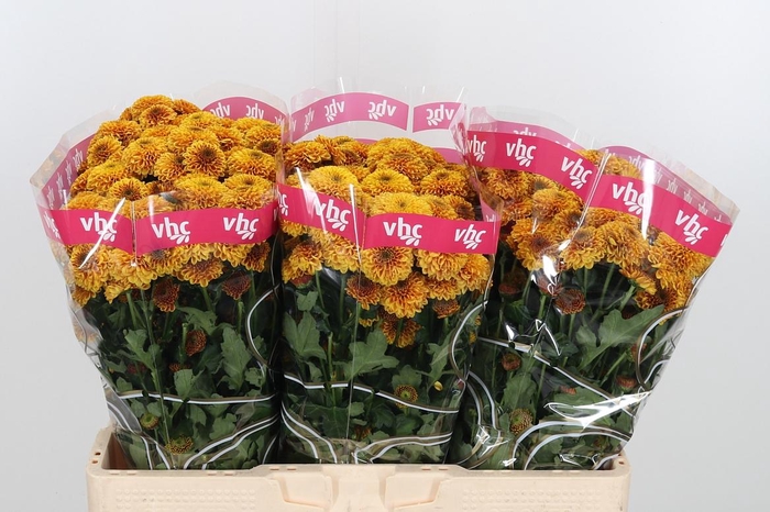 <h4>Chr S Aaa Doria Oran</h4>