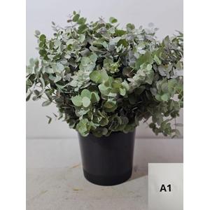 EUC CINEREA PER STEEL VERTAKT-IT-