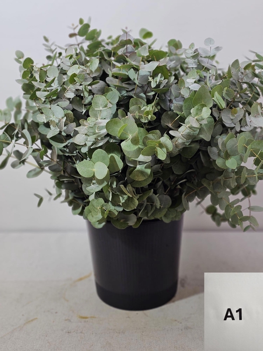 <h4>EUC CINEREA PER STEEL -IT-</h4>