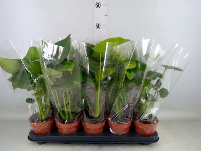 <h4>Monstera delic.</h4>