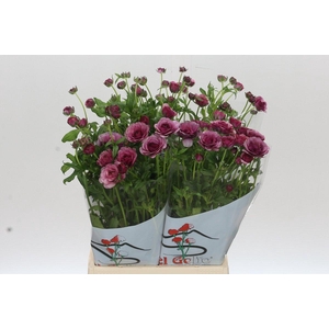 Ranunculus Butterfly Thiva