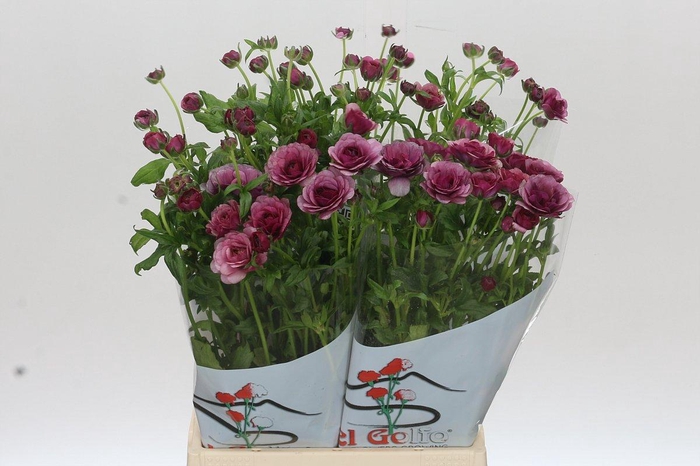 <h4>Ranunculus Butterfly Thiva</h4>