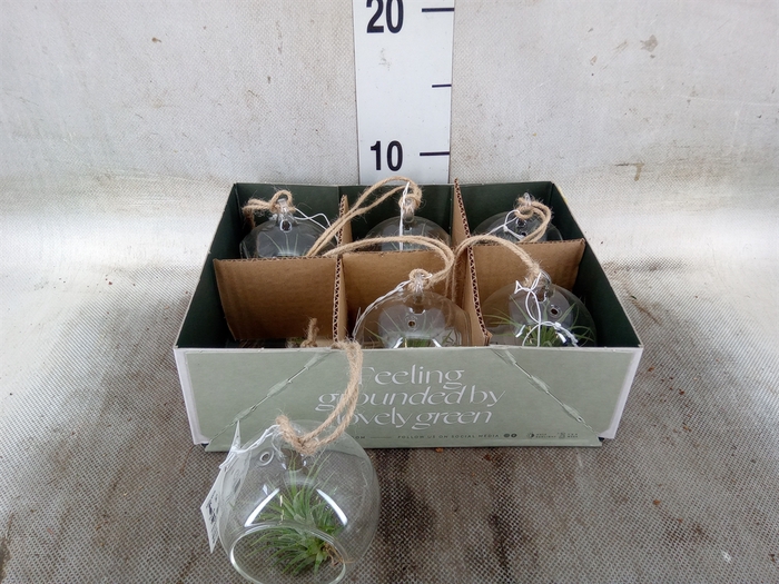 <h4>Arr.  Tillandsia L%</h4>