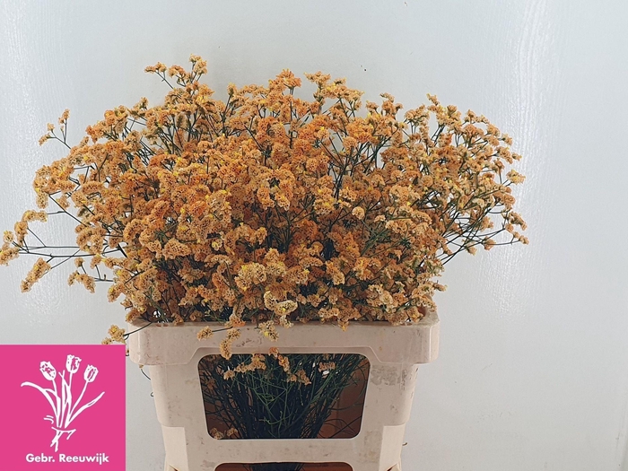 <h4>LIMONIUM SINENSE 'INCA DIAMOND'</h4>