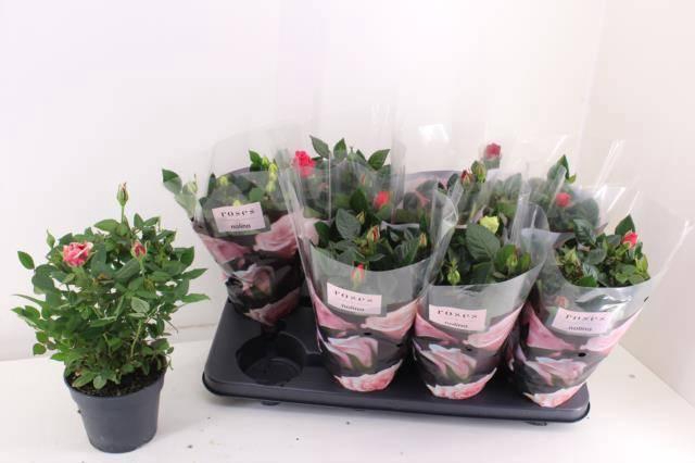 <h4>RO PATHIT GEM 5 SRT</h4>