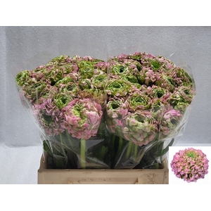 RAN PON PON HERMIONE