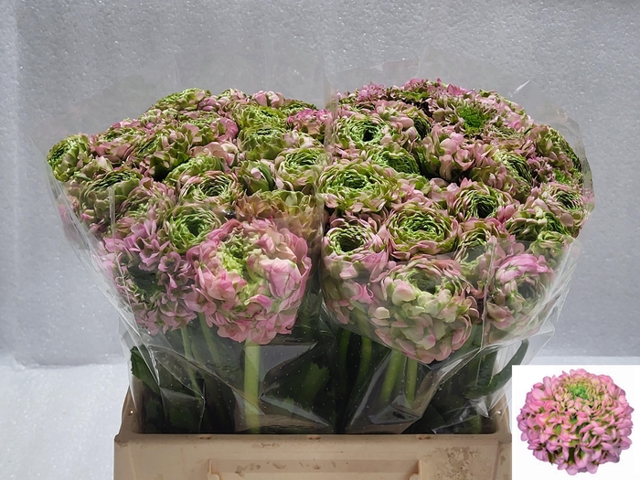 <h4>RAN PON PON HERMIONE</h4>