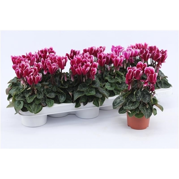 <h4>Cyclaam Snowridge Purple</h4>