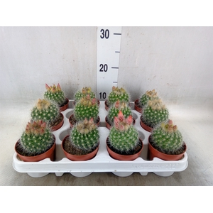 Parodia haselbergii
