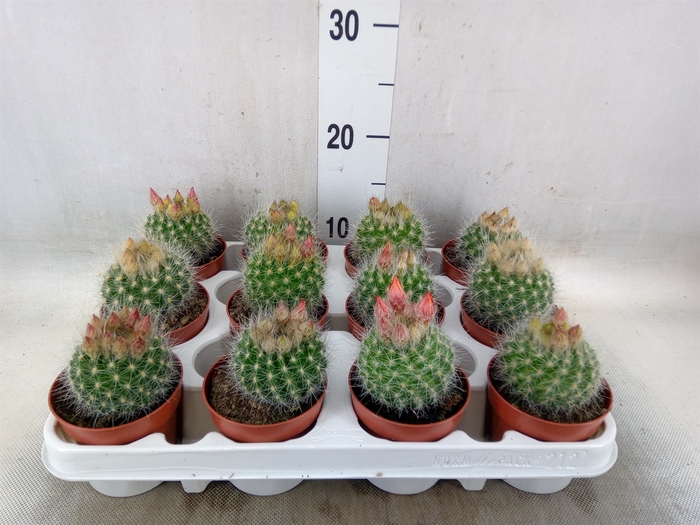 <h4>Parodia haselbergii</h4>