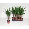 Yucca