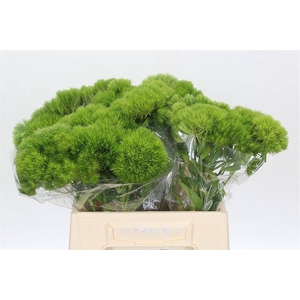 DIANTHUS BR GREEN QUEEN