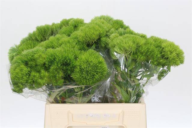 <h4>DIANTHUS BR GREEN QUEEN</h4>