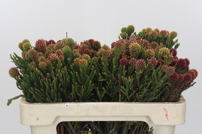 <h4>Kaaps Groen Brunia Fragarioides (Clusterstar)</h4>