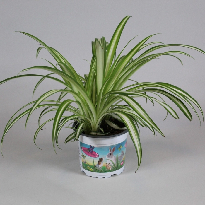 <h4>Chlorophytum comosum Variegatum</h4>
