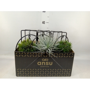 Tillandsia