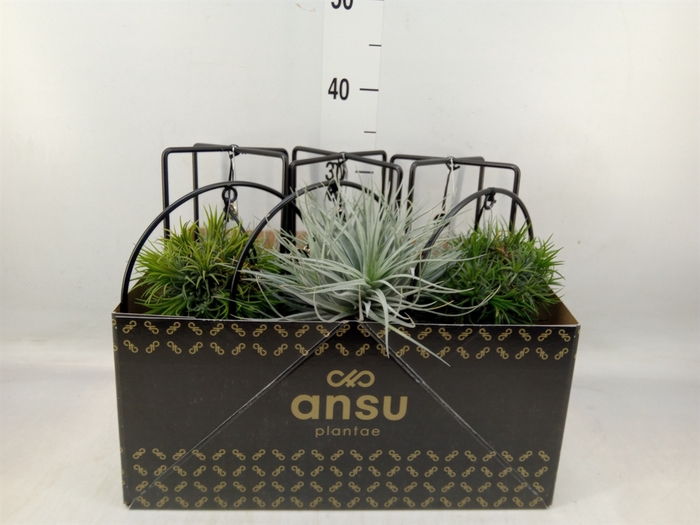 <h4>Tillandsia</h4>