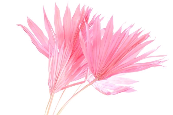 Palm Sun Pink