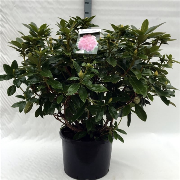 <h4>Rhodo. 'Albert Schweitzer' pink spot</h4>