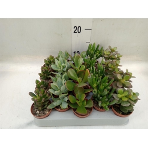 Crassula   ...mix