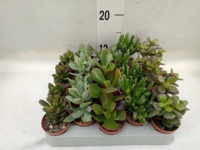 <h4>Crassula   ...mix</h4>