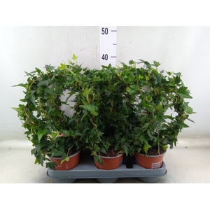 Hedera helix 'Shamrock'