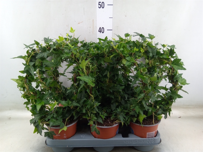 <h4>Hedera helix 'Shamrock'</h4>