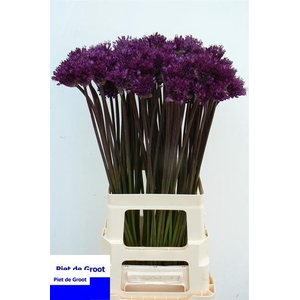 Allium Purple Sens