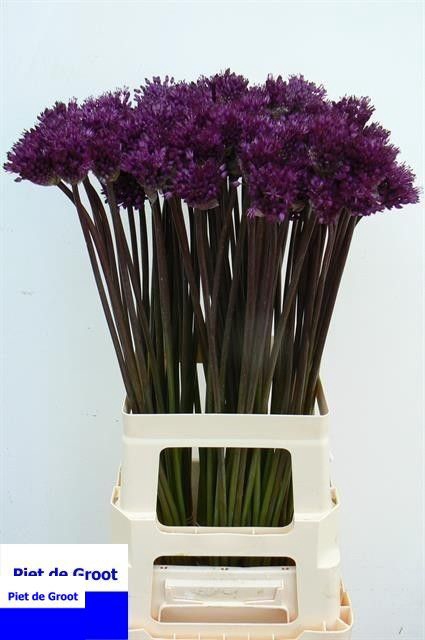 Allium Purple Sens