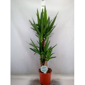 Yucca