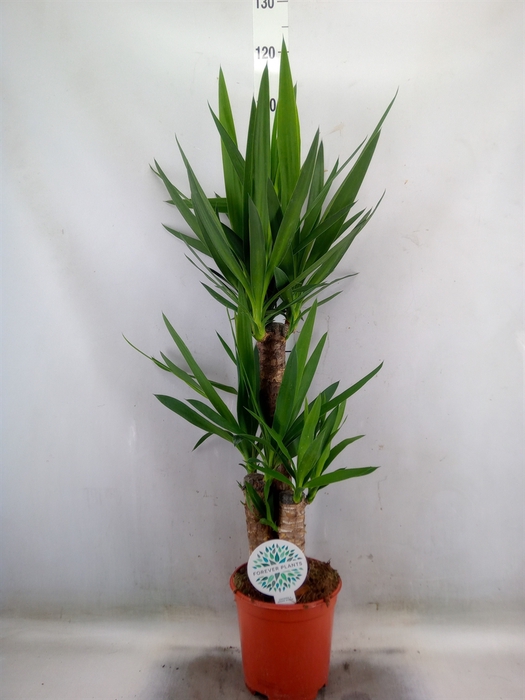 <h4>Yucca</h4>