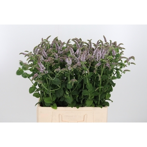 Mentha Jocka