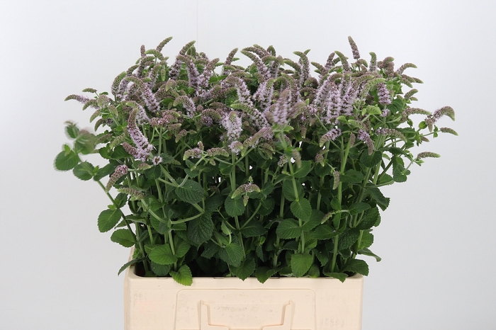 <h4>Mentha Jocka</h4>
