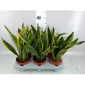 Sansevieria trifa. 'Laurentii'
