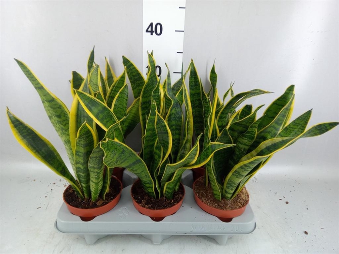 <h4>Sansevieria trifa. 'Laurentii'</h4>