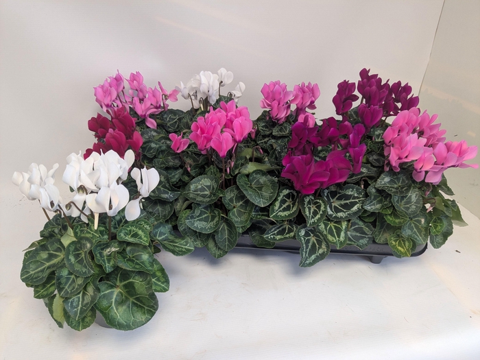 <h4>CYCL KL MACARON</h4>