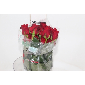 ROSA FREEDOM 050 CM ESTUFA