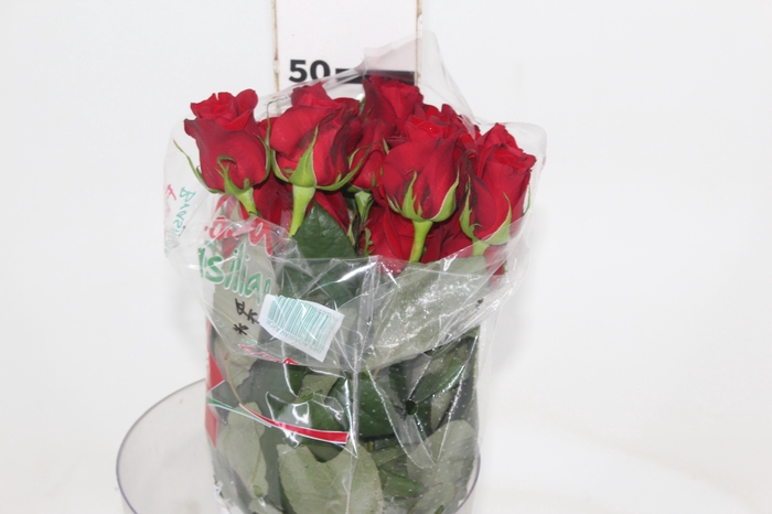 ROSA FREEDOM 050 CM ESTUFA