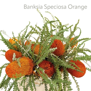 BANKSIA SPEC KLB H%