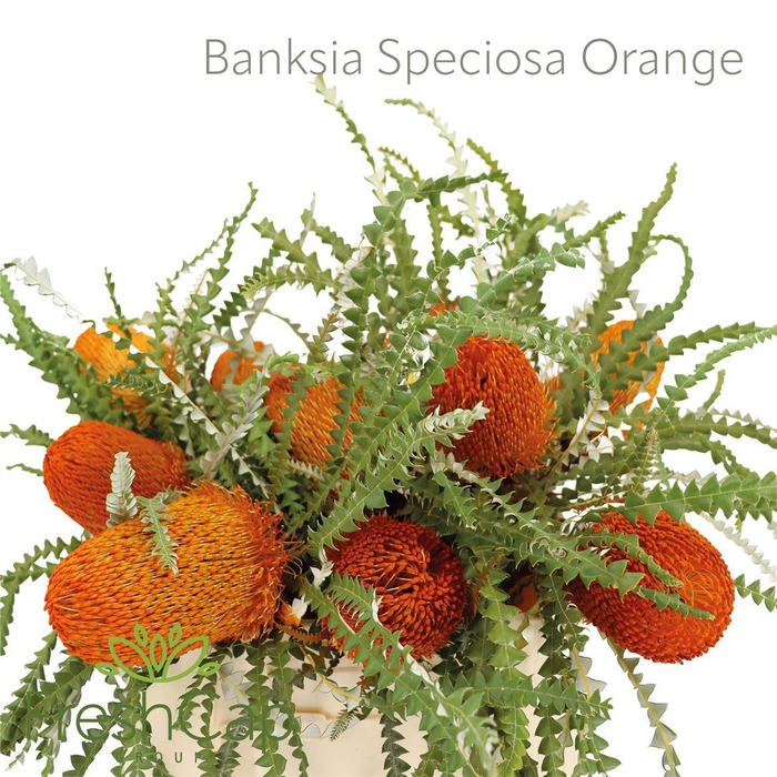 <h4>BANKSIA SPEC KLB H%</h4>