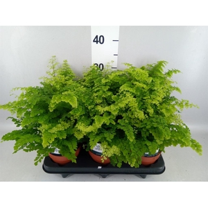 Adiantum raddi. 'Fritz-Luthi'