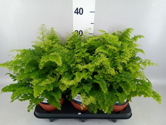 <h4>Adiantum raddi. 'Fritz-Luthi'</h4>