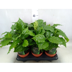 Coffea arabica