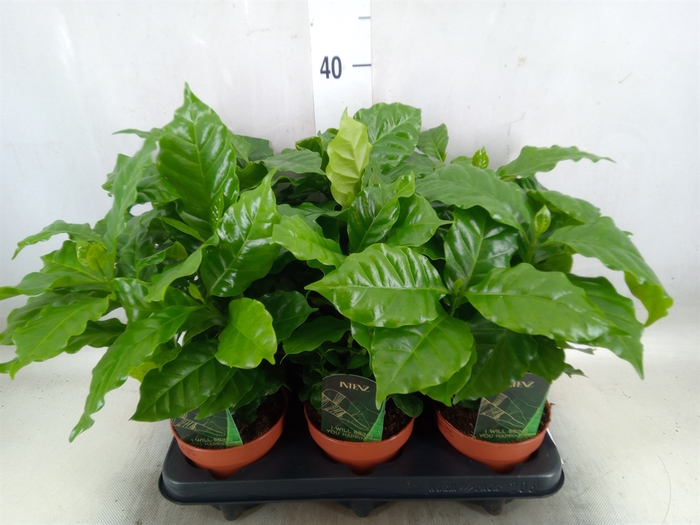 <h4>Coffea arabica</h4>